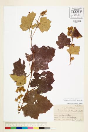 <a href="https://brmas.openmuseum.tw/muse/digi_object/a918cdf36d1ebd6aa1d1e65a4ab94d78" target="_blank">羽萼懸鉤子／中央研究院生物多樣性研究博物館植物標本館 (HAST)</a>