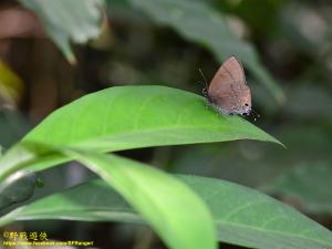 <a href="https://taieol.tw/muse/digi_object/7ef3287bec11f04e01076394d4ffd469" target="_blank">燕灰蝶／By：kinmatsu／iNaturalist</a>