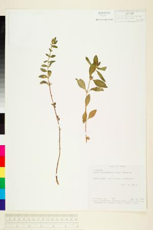 <a href="https://brmas.openmuseum.tw/muse/digi_object/a92becac1bf5e2c2ac21c540dcd9a98d" target="_blank">克非亞草／中央研究院生物多樣性研究博物館植物標本館 (HAST)</a>