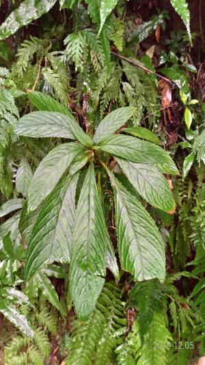 <a href="https://taieol.tw/muse/digi_object/63e980bf74716af5acdabd733dca1e83" target="_blank">同蕊草／By：sandy-huiping／iNaturalist</a>
