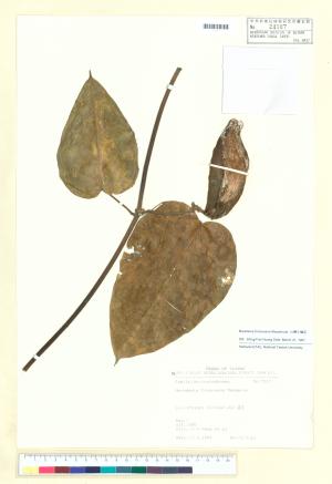 <a href="https://brmas.openmuseum.tw/muse/digi_object/a94a7e9694d2de4975a1ab15dd811751" target="_blank">台灣牛彌菜／中央研究院生物多樣性研究博物館植物標本館 (HAST)</a>