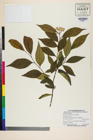 <a href="https://brmas.openmuseum.tw/muse/digi_object/a957ecf0d0ff354c368df56b37314762" target="_blank">台灣石楠／中央研究院生物多樣性研究博物館植物標本館 (HAST)</a>