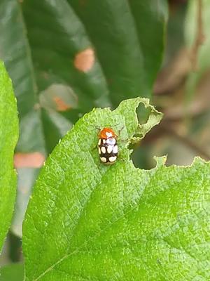 <a href="https://taieol.tw/muse/digi_object/c3ec1384e976b3c0aa92b70933e6773f" target="_blank">Cryptocephalus luteosignatus／By：maoneow／iNaturalist</a>