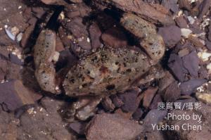 溝痕皺蟹 (火紅皺蟹 Leptodius affnis) 