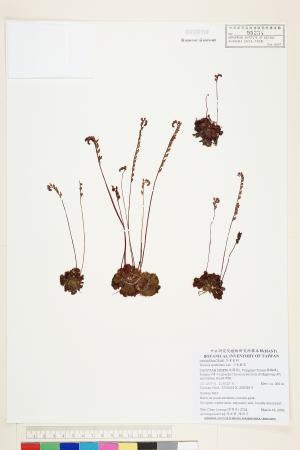<a href="https://brmas.openmuseum.tw/muse/digi_object/a9890d4ecf446efd13a38e831c1dc925" target="_blank">小毛氈苔／中央研究院生物多樣性研究博物館植物標本館 (HAST)</a>