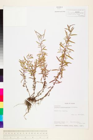 <a href="https://brmas.openmuseum.tw/muse/digi_object/a99133e4d8a87299fcf731c4941bd483" target="_blank">闊柱柳葉菜／中央研究院生物多樣性研究博物館植物標本館 (HAST)</a>