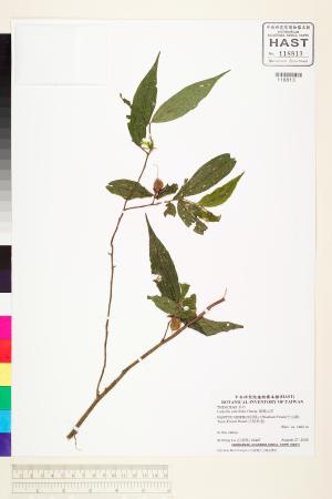 <a href="https://brmas.openmuseum.tw/muse/digi_object/a99234eaaf84f1034f9a890a8f937928" target="_blank">柳葉山茶／中央研究院生物多樣性研究博物館植物標本館 (HAST)</a>