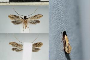 <a href="https://taieol.tw/muse/digi_object/67838c75781171751f5cb2b1fa3c71bf" target="_blank">Tineovertex melanochrysa (Meyrick／By：施禮正／臺灣蛾訊 MOTHS of Taiwan</a>
