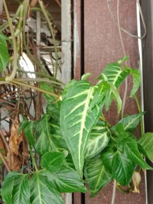 <a href="https://taieol.tw/muse/digi_object/6d4813c7b8dc750688c44d320de43555" target="_blank">合果芋／By：hua5／iNaturalist</a>