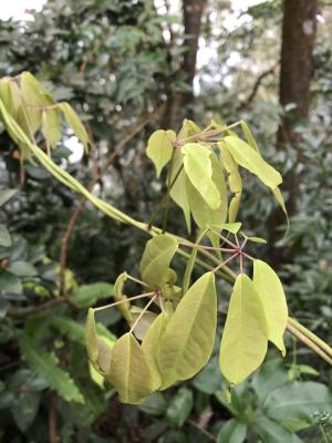 <a href="https://taieol.tw/muse/digi_object/ef8b5ef54d78ae06437cf02249b04c5c" target="_blank">石月／By：jodyhsieh／iNaturalist</a>
