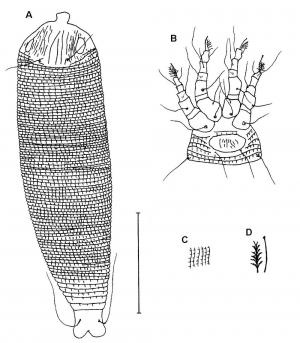 Stenacis tanariis Huang, 2001