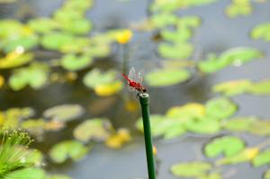 <a href="https://taieol.tw/muse/digi_object/c7f773ccce5d544c172fb08fe380de8d" target="_blank">褐基蜻蜓／By：aru／iNaturalist</a>