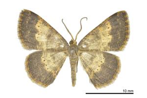 Peratophyga grata stuningi_male_Tatajia_CB859)_01