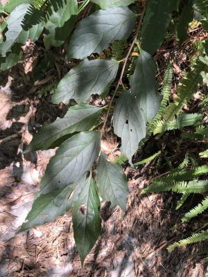 <a href="https://taieol.tw/muse/digi_object/1a1cffb662958c4234534a3db8c4b1e8" target="_blank">山柿／By：jodyhsieh／iNaturalist</a>