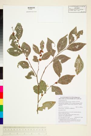 <a href="https://brmas.openmuseum.tw/muse/digi_object/a9fa1aa5500d85fd963018a05b6311bc" target="_blank">白葉釣樟／中央研究院生物多樣性研究博物館植物標本館 (HAST)</a>