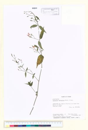<a href="https://brmas.openmuseum.tw/muse/digi_object/aa483823be3df20c01c4141055c31592" target="_blank">槍刀菜屬／中央研究院生物多樣性研究博物館植物標本館 (HAST)</a>