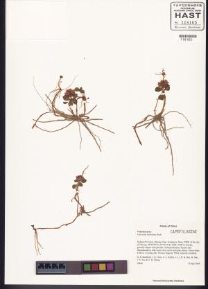 <a href="https://brmas.openmuseum.tw/muse/digi_object/aa51584af77e706c5b393075b748dbe8" target="_blank">髯毛纈草／中央研究院生物多樣性研究博物館植物標本館 (HAST)</a>