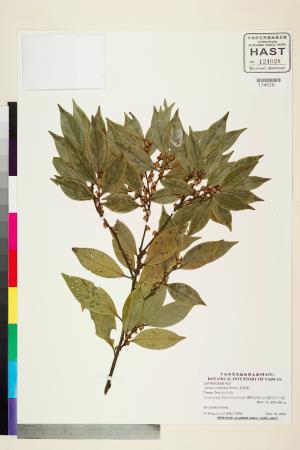 <a href="https://brmas.openmuseum.tw/muse/digi_object/aa539062abf858277bc31c629f019370" target="_blank">香葉樹／中央研究院生物多樣性研究博物館植物標本館 (HAST)</a>