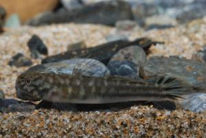 <a href="https://fishdb.sinica.edu.tw/muse/digi_object/5febbc23309e9da6667d1b7366550ee2" target="_blank">Mugilogobius abei_1／黃世彬</a>
