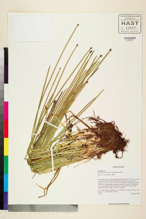 <a href="https://brmas.openmuseum.tw/muse/digi_object/aa5edbac97b78122d300ca2ac0c4d440" target="_blank">荸薺屬／中央研究院生物多樣性研究博物館植物標本館 (HAST)</a>