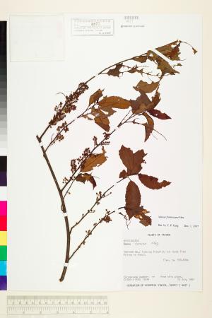 <a href="https://brmas.openmuseum.tw/muse/digi_object/aa6c821a8e79836000dc3ee16213eeda" target="_blank">台灣山桂花／中央研究院生物多樣性研究博物館植物標本館 (HAST)</a>