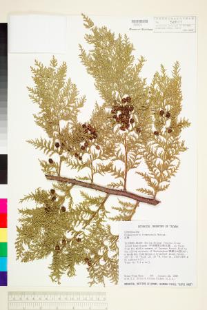 <a href="https://brmas.openmuseum.tw/muse/digi_object/aa707522c36148b4cab548f4dc172501" target="_blank">紅檜／中央研究院生物多樣性研究博物館植物標本館 (HAST)</a>