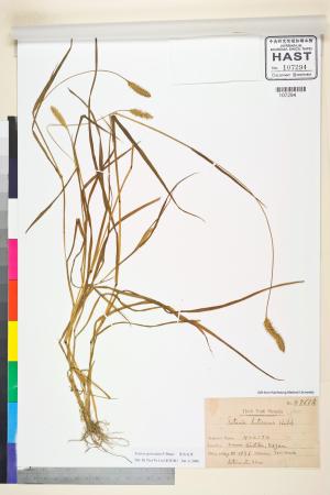 <a href="https://brmas.openmuseum.tw/muse/digi_object/aa78c16957d98607e64b644fb282d890" target="_blank">莠狗尾草／中央研究院生物多樣性研究博物館植物標本館 (HAST)</a>