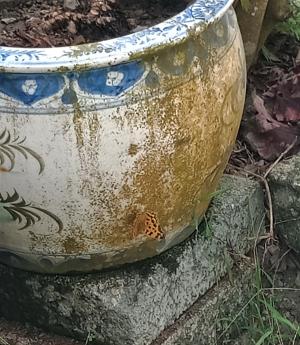 <a href="https://taieol.tw/muse/digi_object/36090a737159bf15cf90f4d10f787a2a" target="_blank">黃鉤蛺蝶／By：hua5／iNaturalist</a>