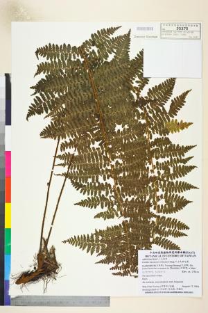 <a href="https://brmas.openmuseum.tw/muse/digi_object/aa8e306ca104199076344ec3550c2153" target="_blank">川上氏肋毛蕨／中央研究院生物多樣性研究博物館植物標本館 (HAST)</a>