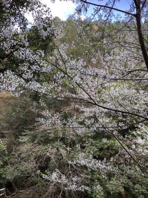 <a href="https://taieol.tw/muse/digi_object/e9824bf487e4f9f5a7d8210cc1c84a8d" target="_blank">霧社山櫻花／By：jodyhsieh／iNaturalist</a>