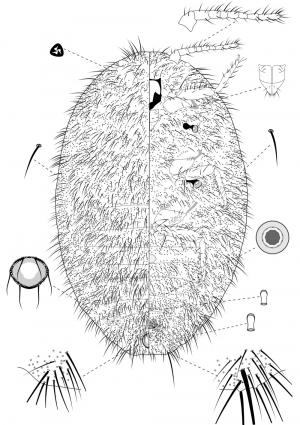 Pilococcus miscanthi Takahashi, 1928