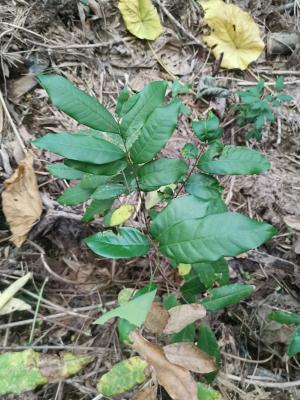 <a href="https://taieol.tw/muse/digi_object/065d7e864577531a8476ae893107f46d" target="_blank">龍眼／By：enkn／iNaturalist</a>