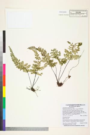 <a href="https://brmas.openmuseum.tw/muse/digi_object/aaa0a11612300a8f00cfef7b42227e5d" target="_blank">細葉鐵角蕨／中央研究院生物多樣性研究博物館植物標本館 (HAST)</a>