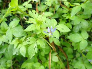 <a href="https://taieol.tw/muse/digi_object/1b556910542df94f23e80155288a988d" target="_blank">平伏莖白花菜／By：v9320032／iNaturalist</a>
