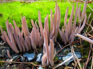 Clavaria purpurea(紫珊瑚菌)