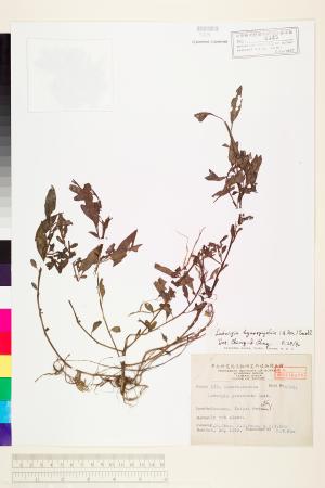 <a href="https://brmas.openmuseum.tw/muse/digi_object/aad5a2c9ac758ab6c5004cc7a88630e6" target="_blank">細葉水丁香／中央研究院生物多樣性研究博物館植物標本館 (HAST)</a>