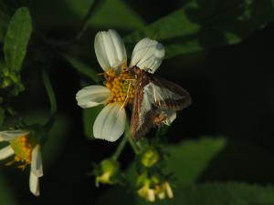<a href="https://taieol.tw/muse/digi_object/86fc4427f75ac24d6dee0b635b5a32ba" target="_blank">Diaphania indica／By：doggy0406／iNaturalist</a>