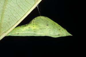 Eurema mandarina