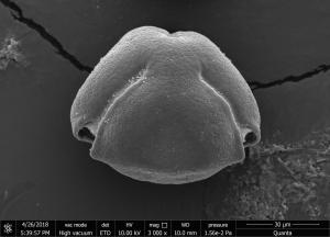 <a href="https://ntm-naturearchive.openmuseum.tw/muse/digi_object/44abef0ce05e09e06f7bef58fdd80230" target="_blank">海檬果／國立臺灣博物館</a>