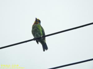<a href="https://taieol.tw/muse/digi_object/2e67e0459e5cfd694977dc10c579819a" target="_blank">五色鳥／By：kinmatsu／iNaturalist</a>