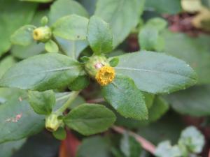<a href="https://taieol.tw/muse/digi_object/8710ad037d71f181b051b5e9a7e9de0b" target="_blank">煙管草／By：naturalist14740／iNaturalist</a>