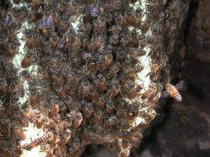 東洋蜜蜂蜂巢