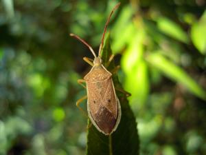 #777 嘉義同緣椿Homoeocerus (Tliponius) pallidulus Blöte, 1936