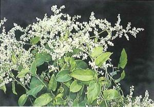 <a href="https://taieol.tw/muse/digi_object/bf510707d95ca1a74d46826fbf3898be" target="_blank">臺灣何首烏／By：呂勝由／臺灣維管束植物簡誌</a>
