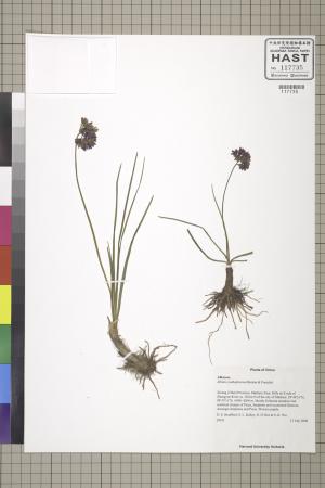 <a href="https://brmas.openmuseum.tw/muse/digi_object/ab4b0a085dbaebc9185b66b82d44f3c7" target="_blank">蔥屬／中央研究院生物多樣性研究博物館植物標本館 (HAST)</a>
