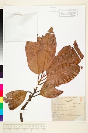<a href="https://brmas.openmuseum.tw/muse/digi_object/ab5715a9dc074a824963ae9842145cee" target="_blank">蘭嶼肉豆蔻／中央研究院生物多樣性研究博物館植物標本館 (HAST)</a>