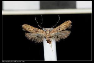 <a href="https://taieol.tw/muse/digi_object/2aa10d7d975242eb1695fd6553a0843a" target="_blank">Dendrophilia petrinopis (Meyrick／By：施禮正／臺灣蛾訊 MOTHS of Taiwan</a>