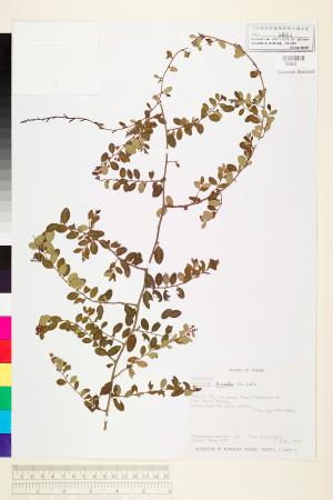 <a href="https://brmas.openmuseum.tw/muse/digi_object/ab6638e7b53e400114deeedff3efb386" target="_blank">小葉黃鱔藤／中央研究院生物多樣性研究博物館植物標本館 (HAST)</a>