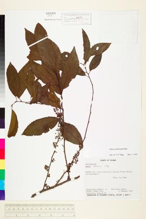 <a href="https://brmas.openmuseum.tw/muse/digi_object/ab8e586a0d1e4f7a3cf76d64ce23c40d" target="_blank">台灣山桂花／中央研究院生物多樣性研究博物館植物標本館 (HAST)</a>