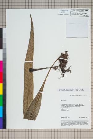 <a href="https://brmas.openmuseum.tw/muse/digi_object/ab97e922d8b0905e3e07deec72e4ef9d" target="_blank">星蕨／中央研究院生物多樣性研究博物館植物標本館 (HAST)</a>